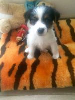 Лот: 6984236. Фото: 3. Джек Рассел Терьер. Растения и животные