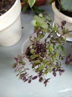 Лот: 12056209. Фото: 2. Традесканция Callisia repens... Комнатные растения и уход