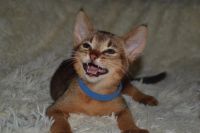 Лот: 13387695. Фото: 2. Котенок Чаузи Ф2. Животные и уход