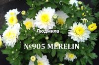 Лот: 13965459. Фото: 5. Хризантема мультифлора укорененные...