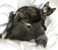 Лот: 1592113. Фото: 3. Котята мальчик и девочка. Растения и животные