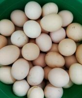 Лот: 18797950. Фото: 2. Яйцо домашнее в Зыково. Продукты