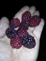 Лот: 6855340. Фото: 2. Ежевика. Продукты