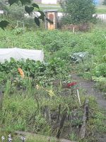 Лот: 13400587. Фото: 2. Картофель,со своего огорода. Продукты