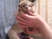 Лот: 137072. Фото: 2. ежика ушастого продам или оменяю. Животные и уход