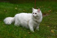 Лот: 20847869. Фото: 2. Котяра в добрые руки!. Животные и уход