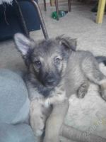 Лот: 1981301. Фото: 3. 8 Щенят, все разные) Смот. лот... Растения и животные