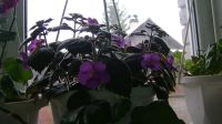 Лот: 11566349. Фото: 2. Ахименес Pulcherrima (несколько... Комнатные растения и уход