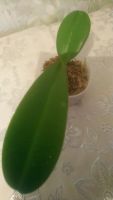 Лот: 16634930. Фото: 2. Продам орхидею Phal. Liu's Sakura... Комнатные растения и уход