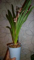 Лот: 5852384. Фото: 5. орхидея Мильтония (Miltonia)-отцвела