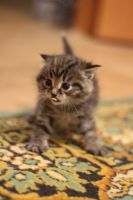 Лот: 12641377. Фото: 3. котят. Растения и животные