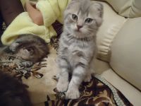 Лот: 3301974. Фото: 2. Шотландские котятки! Остался последний... Животные и уход