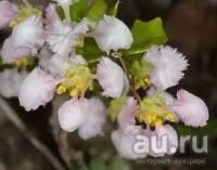 Лот: 6456451. Фото: 2. Ацерола "Вишня барбадорсская... Комнатные растения и уход