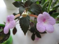 Лот: 13290501. Фото: 3. Ахименес сорт Peach Blossom. Растения и животные