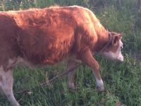 Лот: 11758837. Фото: 2. Продам телку Торг. Животные и уход