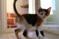 Лот: 7455091. Фото: 5. ну очень общительная девочка