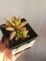 Лот: 6211165. Фото: 4. Хавортия turgida caespitosa (суккулент... Красноярск