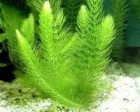 Лот: 6851779. Фото: 2. Продам водоросли для аквариума. Аквариумистика