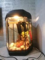 Лот: 16601001. Фото: 3. Аквариум шестиугольный Aquael... Растения и животные