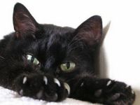 Лот: 7900880. Фото: 4. Брутальный крупный черный кот... Красноярск