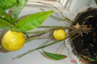 Лот: 3793168. Фото: 2. Дерево лимонное плодоносило см... Комнатные растения и уход