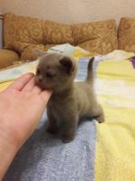 Лот: 9355147. Фото: 5. отдам котят британцев возраст...