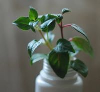 Лот: 3844678. Фото: 2. Черенки 2-х сортов фуксий. Комнатные растения и уход