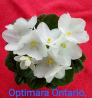 Лот: 11072816. Фото: 3. Фиалка Optimara Ontario - лист... Растения и животные