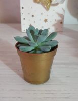 Лот: 19587427. Фото: 3. Эхеверия (Echeveria amoena). Растения и животные