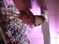 Лот: 14034768. Фото: 4. перепела. Красноярск