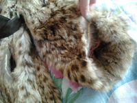 Лот: 1672485. Фото: 3. Шуба из рыси рысь. Одежда, обувь, галантерея