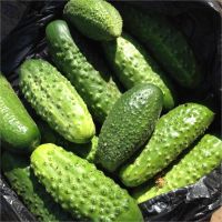 Лот: 8178106. Фото: 3. Огурцы экологически чистые со... Красноярск