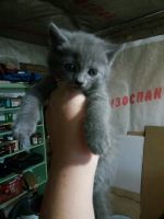 Лот: 12531353. Фото: 2. Отдам котят мама британка. Животные и уход