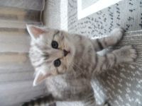 Лот: 3255152. Фото: 4. продам котят. Красноярск