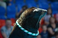Лот: 7648025. Фото: 10. Объектив Nikon 55-300mm f/4.5-5...
