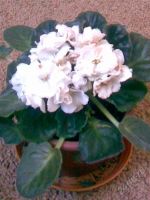 Лот: 1796320. Фото: 2. Укорененный листик фиалки "Розовые... Комнатные растения и уход