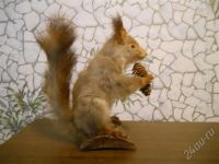 Лот: 461780. Фото: 2. чучело белки. Туризм, охота, рыбалка, самооборона