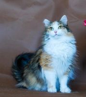 Лот: 12147027. Фото: 4. Кошка Вайнюта в хорошие руки. Красноярск