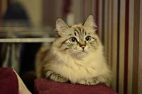Лот: 6563477. Фото: 4. Объектив Nikkor 50mm F1.4 G AF-S