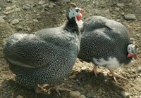 Лот: 7444432. Фото: 2. Продам цесарят. Животные и уход