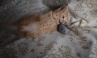 Лот: 13866983. Фото: 2. кошка. Животные и уход