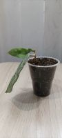 Лот: 19272233. Фото: 3. хойя каудата (hoya caudata silver... Растения и животные