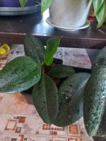 Лот: 18223029. Фото: 3. Фикус черный принц. Растения и животные