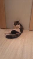 Лот: 8449792. Фото: 4. Классный котейка ищет постоянный... Красноярск