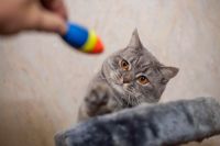 Лот: 5040278. Фото: 5. Sony 18-55mm f/3.5-5.6 E OSS...