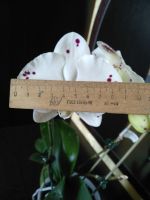 Лот: 20588535. Фото: 2. Орхидея фаленопсис Kellion. Комнатные растения и уход