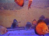 Лот: 4502435. Фото: 3. Дискус Голубиная кровь. Растения и животные