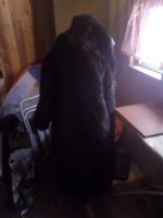 Лот: 13220095. Фото: 2. Шуба кролик 48размер. Женская одежда