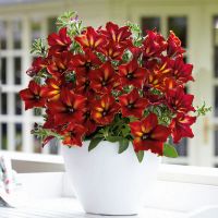 Лот: 15677913. Фото: 7. Рассада вегетативной петунии