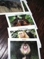 Лот: 10415612. Фото: 2. карточки Животный мир. Тропики. Детям и родителям